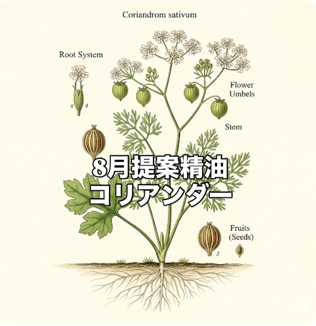 ８月提案精油『コリアンダー Coriandrum sativu』